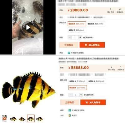 泰國虎市場價格波動原因，泰國虎魚市場價格波動顯著，
