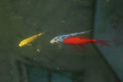 金龍魚混養適宜水溫范圍，金龍魚混養的適宜水溫范圍是24-29℃,24-[需手動填充]