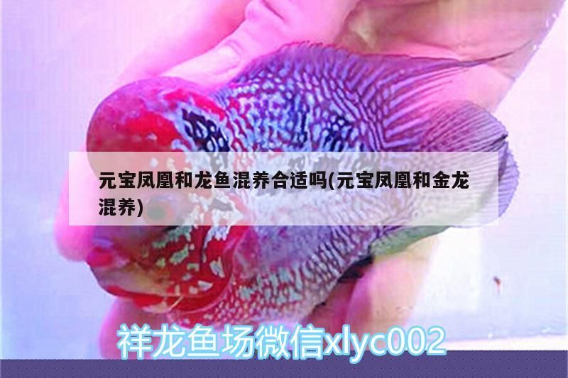 元寶鳳凰和龍魚混養(yǎng)合適嗎(元寶鳳凰和金龍混養(yǎng))