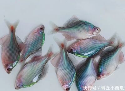 觀賞魚幾個月長大（觀賞魚生長速度的世界紀(jì)錄） 觀賞魚幾個月長大（觀賞魚生長速度的世界紀(jì)錄） 元寶鳳凰魚百科 第1張