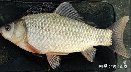 觀賞魚幾個月長大（觀賞魚生長速度的世界紀(jì)錄） 觀賞魚幾個月長大（觀賞魚生長速度的世界紀(jì)錄） 元寶鳳凰魚百科 第4張