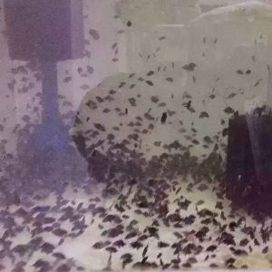 如何挑選健康的四紋虎魚苗，四紋虎魚苗飼料選擇指南