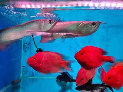 紅龍魚苗混養(yǎng)注意事項(xiàng)，紅龍魚苗混養(yǎng)的注意事項(xiàng)