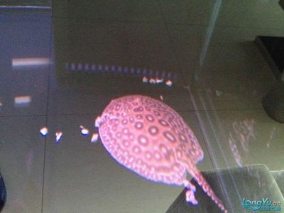 魟魚入缸不動怎么回事：魟魚入缸不愛動怎么回事