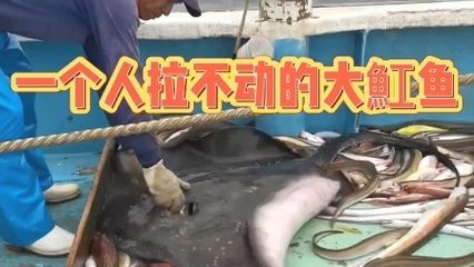 魟魚入缸不動怎么回事：魟魚入缸不愛動怎么回事