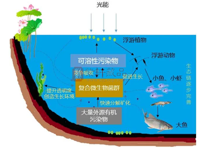 閑魚網(wǎng)站二手魚缸出售信息網(wǎng)（二手交易平臺(tái)魚缸）