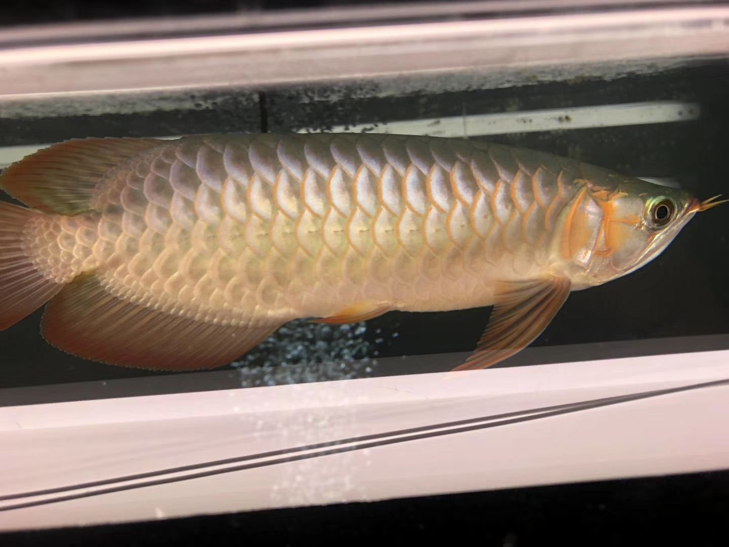 巴中觀賞魚(yú)批發(fā)市場(chǎng)地址電話(huà)多少啊 巴中魚(yú)苗批發(fā)市場(chǎng)在哪里 巴中觀賞魚(yú)批發(fā)市場(chǎng)地址電話(huà)多少啊 巴中魚(yú)苗批發(fā)市場(chǎng)在哪里 虎魚(yú)百科 第2張