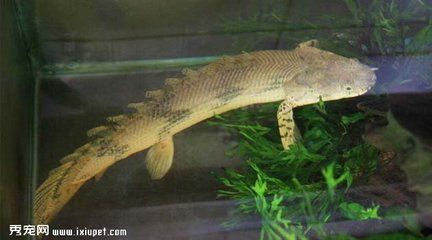 魚缸上下水口位置不對怎么調(魚缸進水口方向)