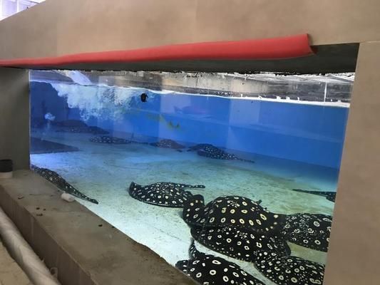魟魚尾巴爛了一般幾天恢復：魟魚尾巴爛了后的恢復時間并不明確但可以從其他癥狀中得到參考信息