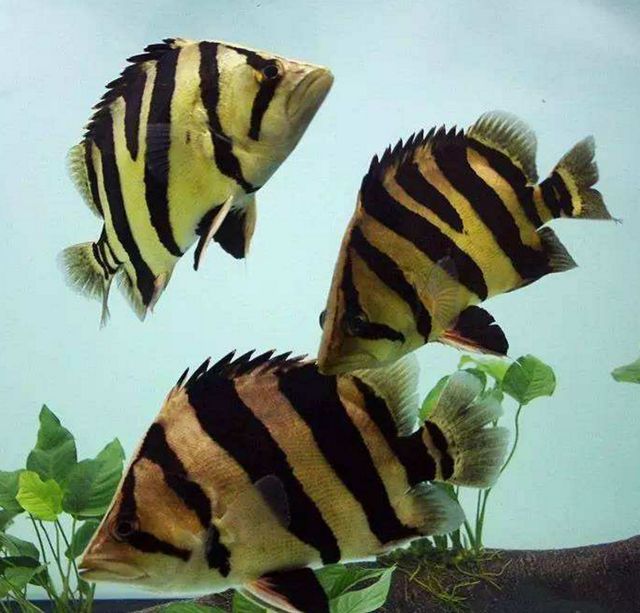 虎魚水質(zhì)檢測頻率建議，虎魚水質(zhì)檢測頻率