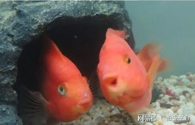 觀賞魚專用語言（關(guān)于觀賞魚的專用語言）