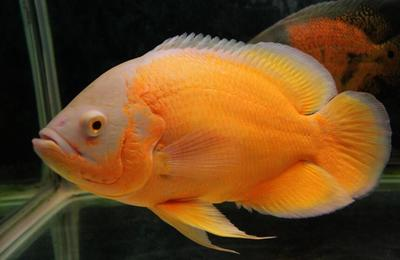金龍魚主食吃什么好消化