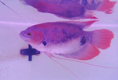 招財戰船魚混養食物選擇，招財魚與戰船魚混養水質管理 招財戰船魚混養食物選擇，招財魚與戰船魚混養水質管理 虎魚百科 第1張