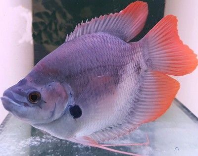 招財戰船魚混養食物選擇，招財魚與戰船魚混養水質管理 招財戰船魚混養食物選擇，招財魚與戰船魚混養水質管理 虎魚百科 第3張