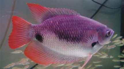 招財戰船魚混養食物選擇，招財魚與戰船魚混養水質管理 招財戰船魚混養食物選擇，招財魚與戰船魚混養水質管理 虎魚百科 第5張