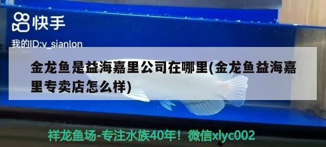 婁底哪里有賣魚(yú)缸的市場(chǎng)啊圖片視頻（ 婁底賣金魚(yú)的地方）