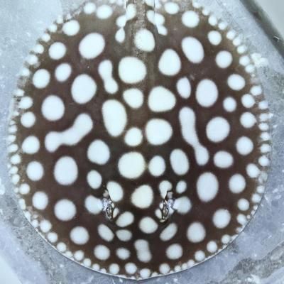 魟魚浮在水面上游怎么辦：魟魚浮在水面上游怎么辦[需手動(dòng)填充]魚浮在水面上游怎么辦