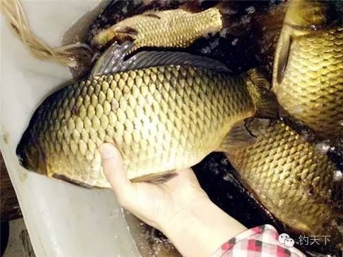 魟魚浮在水面上游怎么辦：魟魚浮在水面上游怎么辦[需手動(dòng)填充]魚浮在水面上游怎么辦