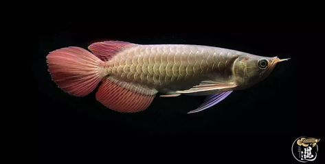 龍魚缸ph6.0正常嗎，龍魚缸ph值6.0是否正常