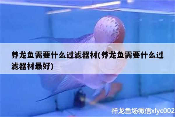養龍魚需要什么過濾器材(養龍魚需要什么過濾器材最好)