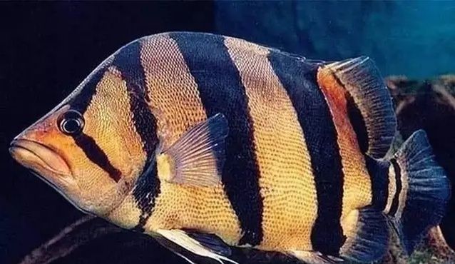 泰國虎魚遺傳特性解析，關于泰國虎魚的遺傳特性的詳細解析