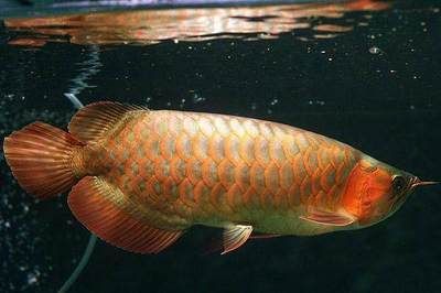 龍魚鑒別最簡單三個方法，如何挑選龍魚