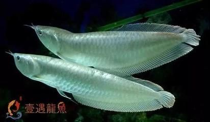 龍魚鑒別最簡單三個方法，如何挑選龍魚