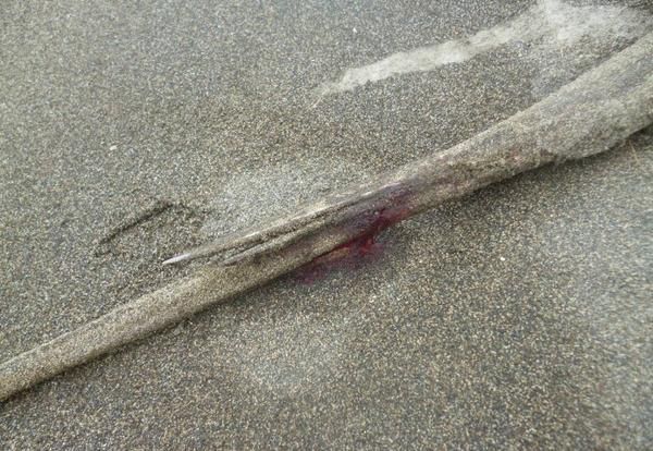 魟魚排便時冒煙是怎么回事：魟魚排便冒煙是怎么回事