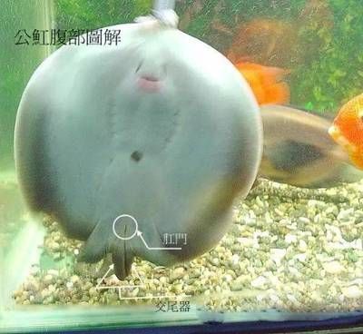 魟魚腹部隆起：魟魚腹部隆起可能是由于多種原因引起的