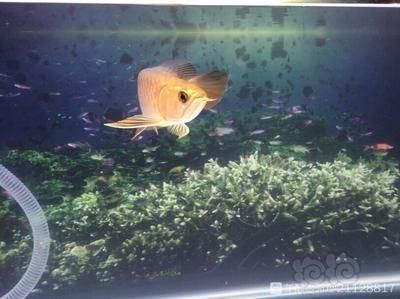 金龍吃金魚嗎