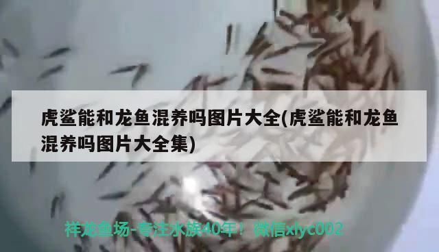 虎鯊能和龍魚混養嗎圖片大全(虎鯊能和龍魚混養嗎圖片大全集)