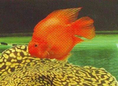 養魟魚什么顏色的底好：養魟魚時選擇什么顏色的底色