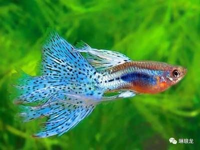 養魟魚什么顏色的底好：養魟魚時選擇什么顏色的底色