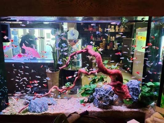 熱帶魚水溫波動影響，水溫波動對熱帶魚的影響
