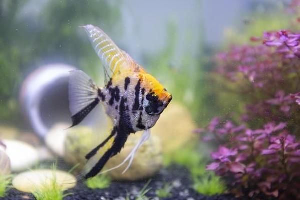 熱帶魚水溫波動影響，水溫波動對熱帶魚的影響
