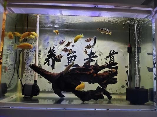 熱帶魚水溫波動影響，水溫波動對熱帶魚的影響