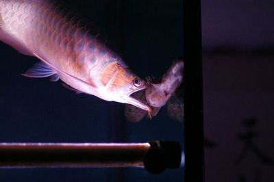 恐龍王魚市場價格走勢，恐龍王魚2024年市場價格走勢分析