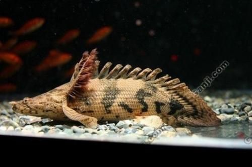 恐龍王魚市場價格走勢，恐龍王魚2024年市場價格走勢分析