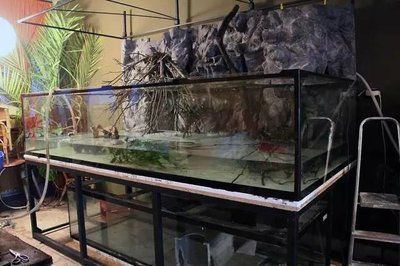 魟魚入缸視頻：魟魚入缸視頻怎么找？