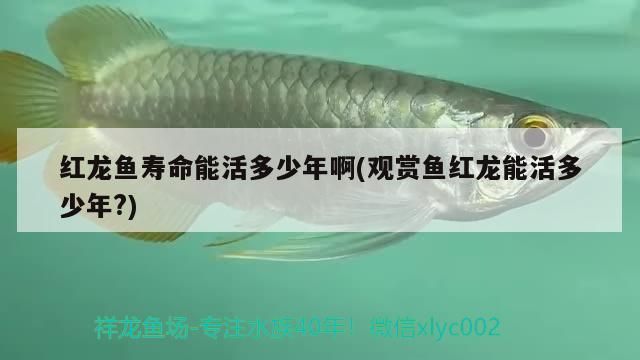 如何判斷龍魚是否復發(fā)松鱗病，如何判斷龍魚復發(fā)松鱗病