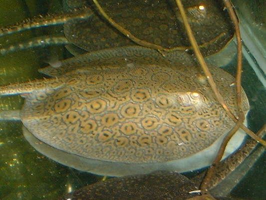 魟魚為什么怕癢科普：魟魚為什么怕癢 魟魚為什么怕癢科普：魟魚為什么怕癢 魟魚百科 第3張