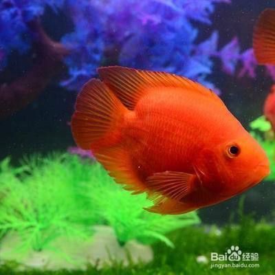 元寶鳳凰魚為何不建議養呢：元寶鳳凰魚飼料選擇指南