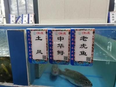 紅老虎魚日常健康管理，紅老虎魚的健康管理
