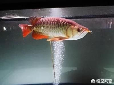 龍魚魚缸選擇什么水草，龍魚魚缸水草養護技巧