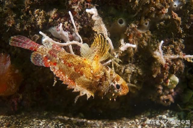泰國虎魚繁殖技術(shù)提升方法，提高泰國虎魚繁殖技術(shù)的方法