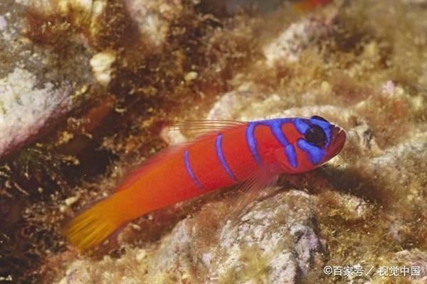 泰國虎魚繁殖技術(shù)提升方法，提高泰國虎魚繁殖技術(shù)的方法