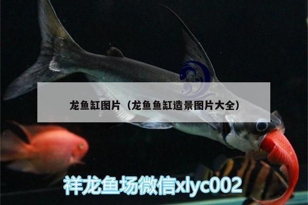 龍魚缸圖片大全圖片欣賞高清，龍魚缸設計圖片欣賞