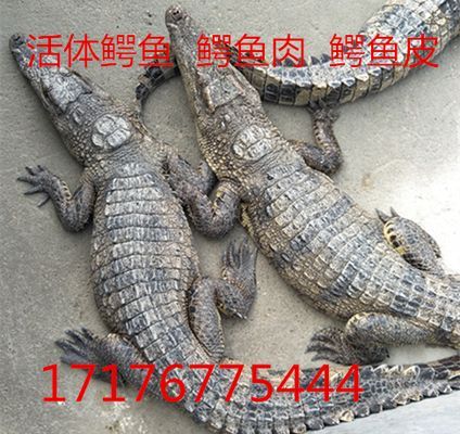 烏魯木齊虎魚，烏魯木齊虎魚市場價格 烏魯木齊虎魚，烏魯木齊虎魚市場價格 虎魚百科 第2張