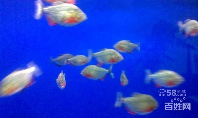 烏魯木齊虎魚，烏魯木齊虎魚市場價格 烏魯木齊虎魚，烏魯木齊虎魚市場價格 虎魚百科 第6張