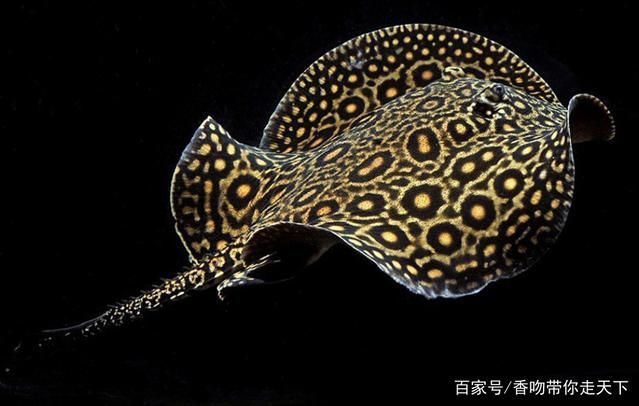 魟魚的毒刺：魟魚的毒刺是一種怎樣的存在？